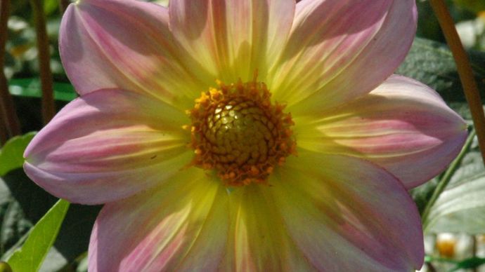 1er du Prix des dahlias nains - N°: 16 19D18, type simple, présenté par Ernest Turc (France).